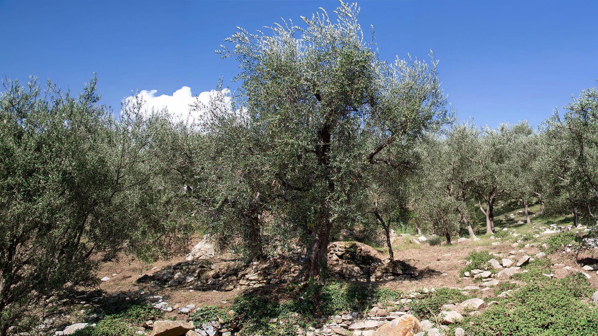 L'olio extravergine di oliva