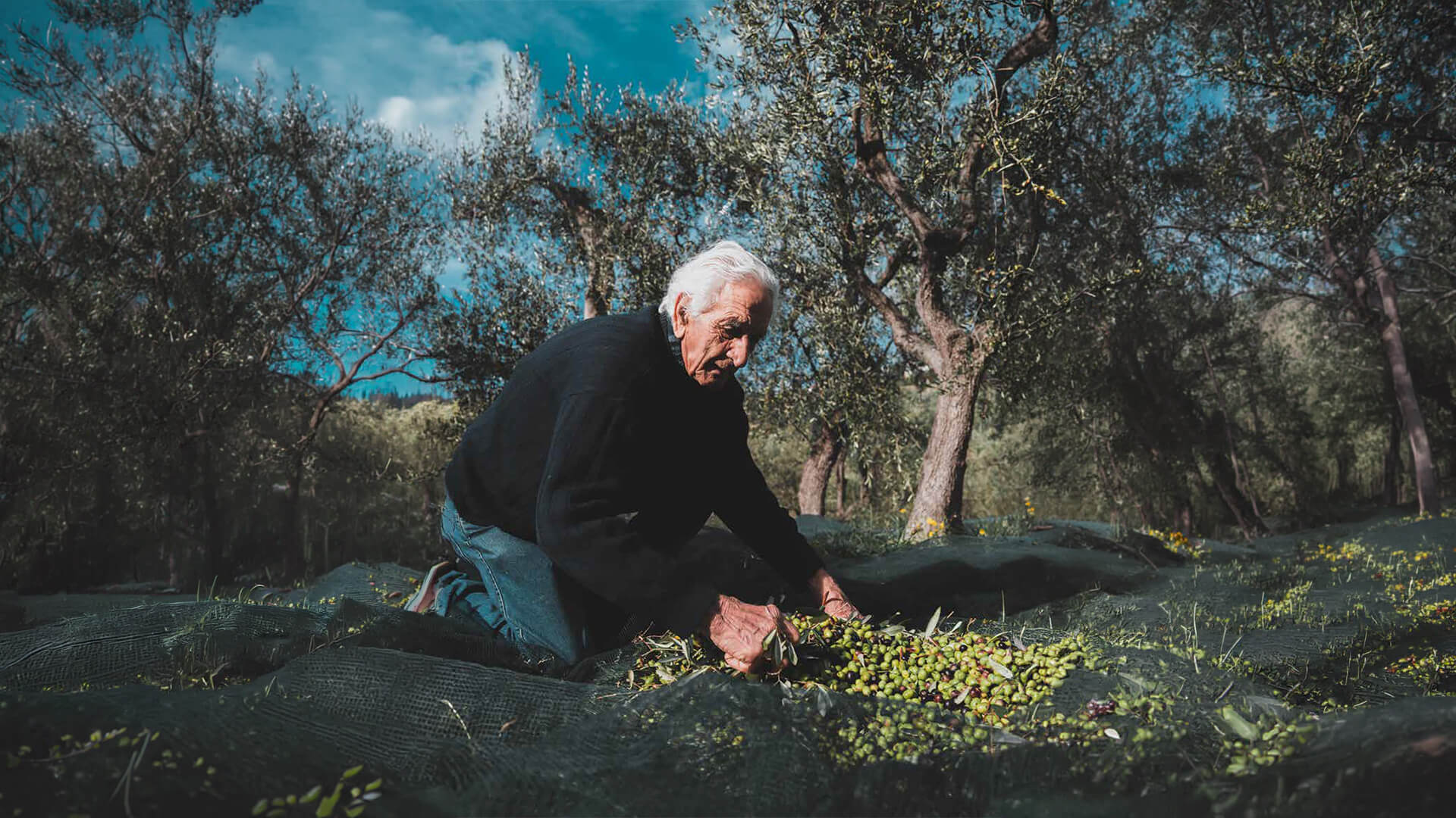 Le olive