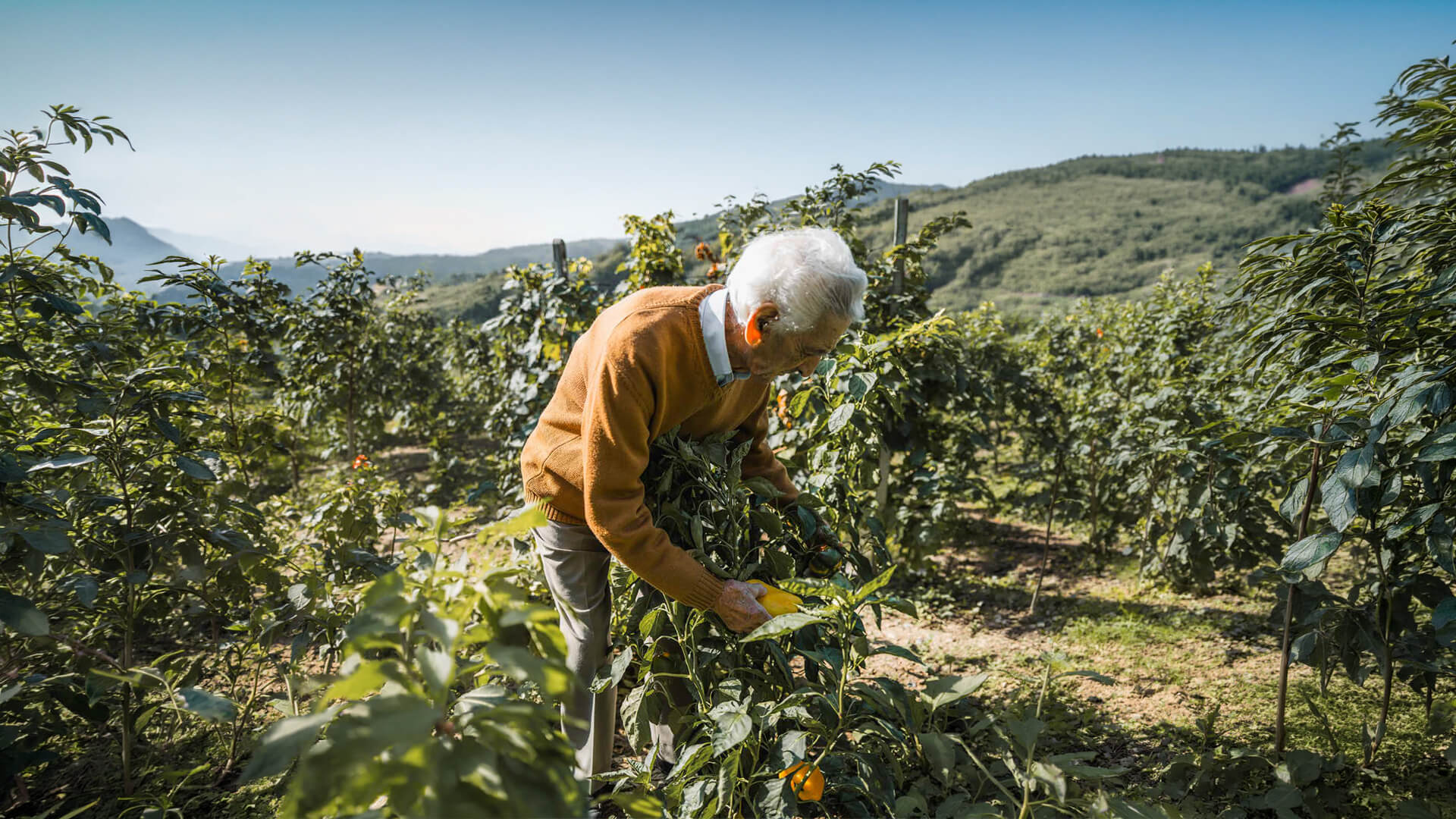 La giardiniera